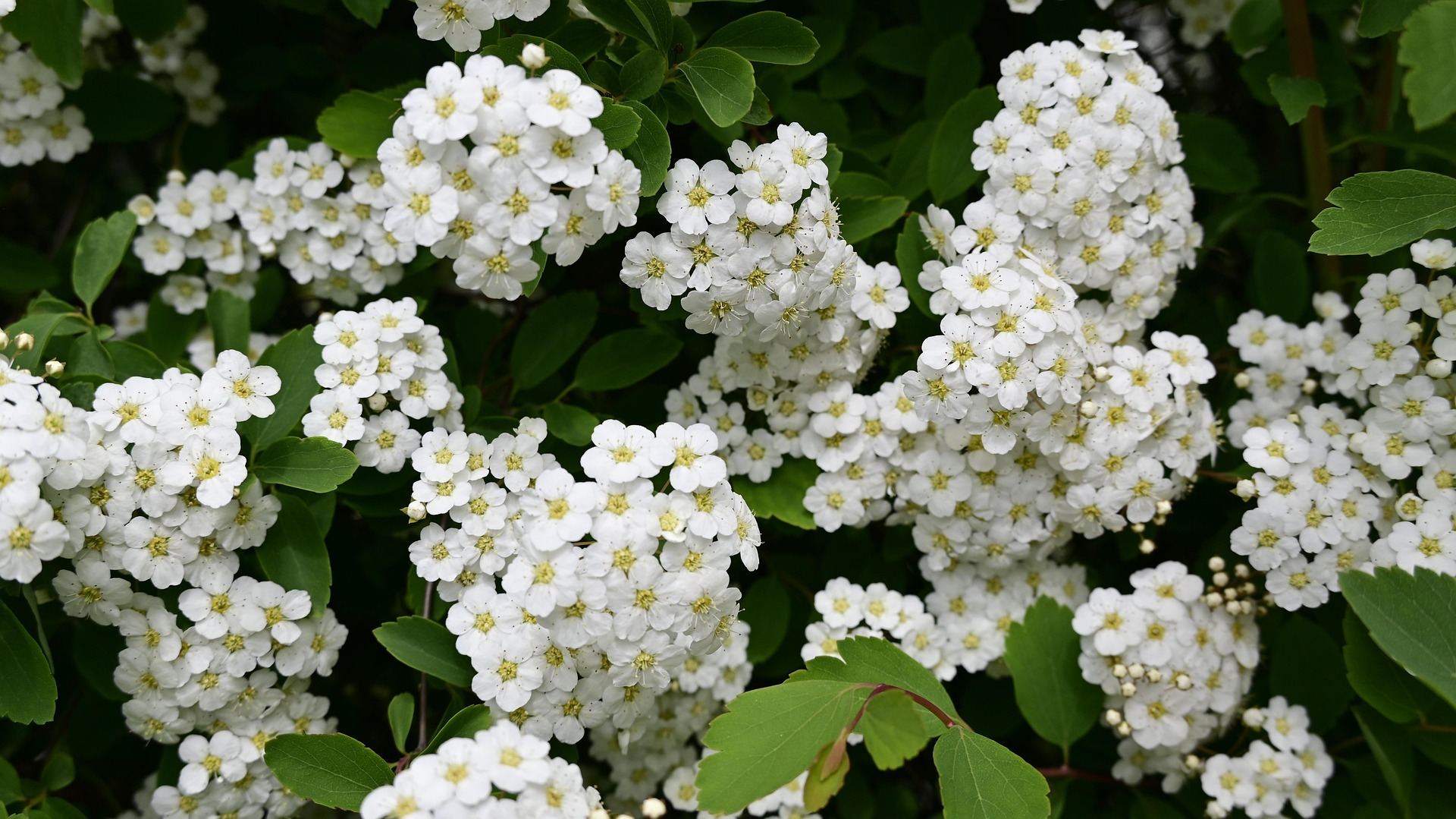 Varieties of bush plants